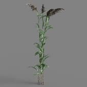 060 Phragmites australis v3