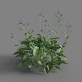 MT PM V65 Brunnera macrophylla 01 01