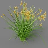 Hemerocallis flava