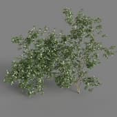 MT PM V68 Rosa banksiae 01 05