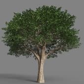 025 schinus terebinthifolius