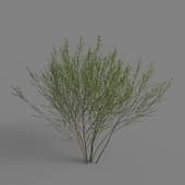 MT PM V79 Salix cheilophila 01 06