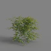 MT PM V68 Kerria japonica 01 01