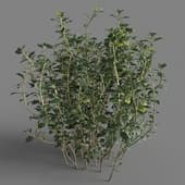 Thymus mongolicus 01 03