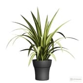 chlorophytum crested in a pot