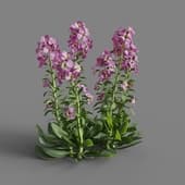 MT PM V64 Matthiola incana 01 05
