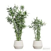 indoor bamboo plant in a planter.