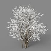 Lilac winter 5