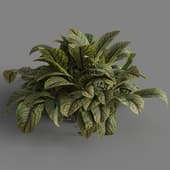 Rumex sanguineus 01 06