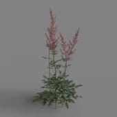 MT PM V65 Astilbe chinensis 01 02