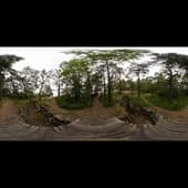 ext_island_forest_2015_TM