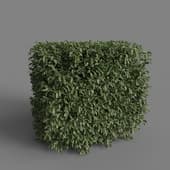 MT PM V28 Prunus laurocerasus 01 03