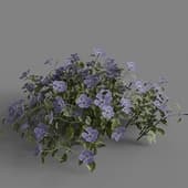 MT PM V86 Vinca major 01 03