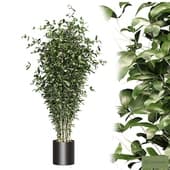 Ficus 01