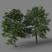 tree 2
