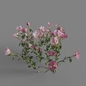 MT PM V64 Oenothera speciosa 01 01
