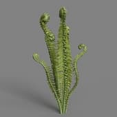 MT PM V82 Matteuccia struthiopteris 01 01
