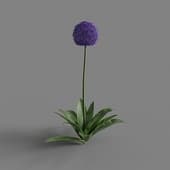 MT PM V66 Allium giganteum 01 03