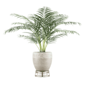 Palm tree lush