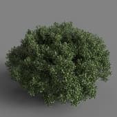 MT PM V58 Ilex crenata 01 03