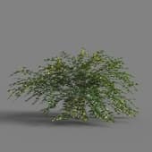 MT PM V68 Jasminum nudiflorum 01 06