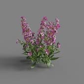 MT PM V64 Matthiola incana 01 04