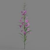Epilobium angustifolium 02