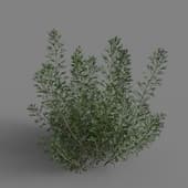 MT PM V85 Artemisia abrotanum 01 02