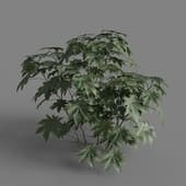 MT PM V66 Ricinus communis 01 03