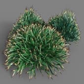 085 Decorative grass v1