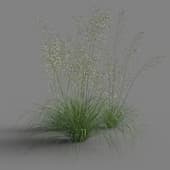 Stipa gigantea 01 07