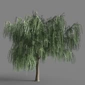 020 Salix