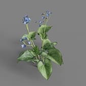 MT PM V65 Brunnera macrophylla 01 06