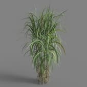 Miscanthus floridulus 01 04