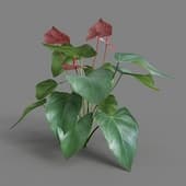 MT PM V4 Anthurium andraeanum 02