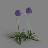 MT PM V66 Allium giganteum 01 02
