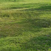 realistic meadow grass