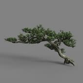 PM V78 Podocarpus macrophyllus 01 04