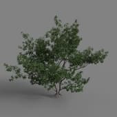 MT PM V65 Sassafras albidum 01 06