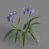 MT PM V82 Iris tectorum 01 04