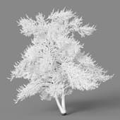 winter tree 6m