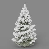 fir winter4