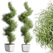 Fud Tree