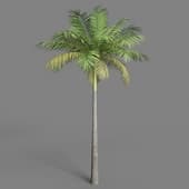 cgaxis models 110 22 bottle palm