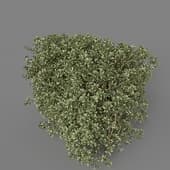 MT PM V58 Euonymus japonicus 01 01