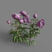 MT PM V64 Paeonia lactiflorai 01 02