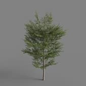 MT PM V67 Terminalia mantaly 01 04