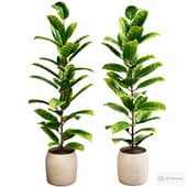 ficus #2