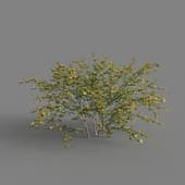 MT PM V68 Kerria japonica 01 03