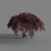 MT PM V65 Acer palmatum var 01 05